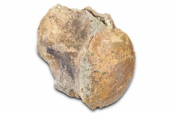 Fossil Mosasaur (Platecarpus) Vertebra - Kansas #382057